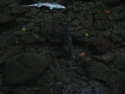 10.21.06 Wauna Viewpoint 100 